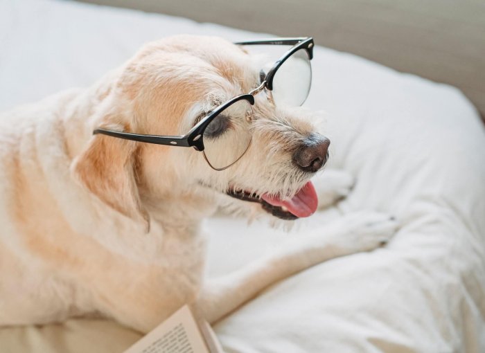Älterer Hund liegt auf dem Bett und trägt eine Brille