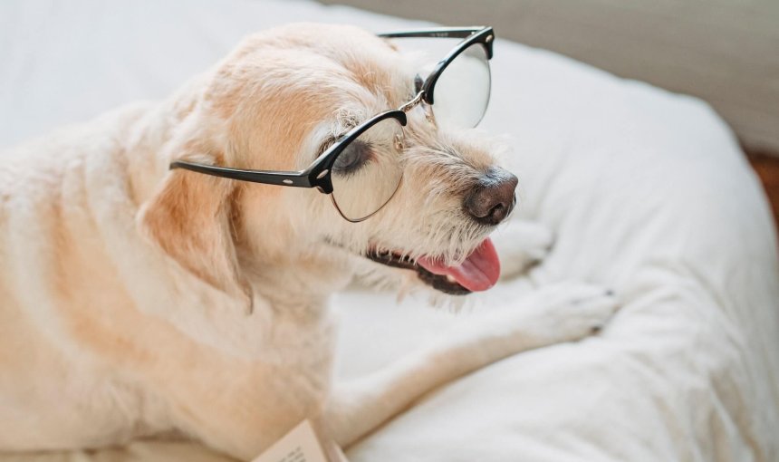 Älterer Hund liegt auf dem Bett und trägt eine Brille