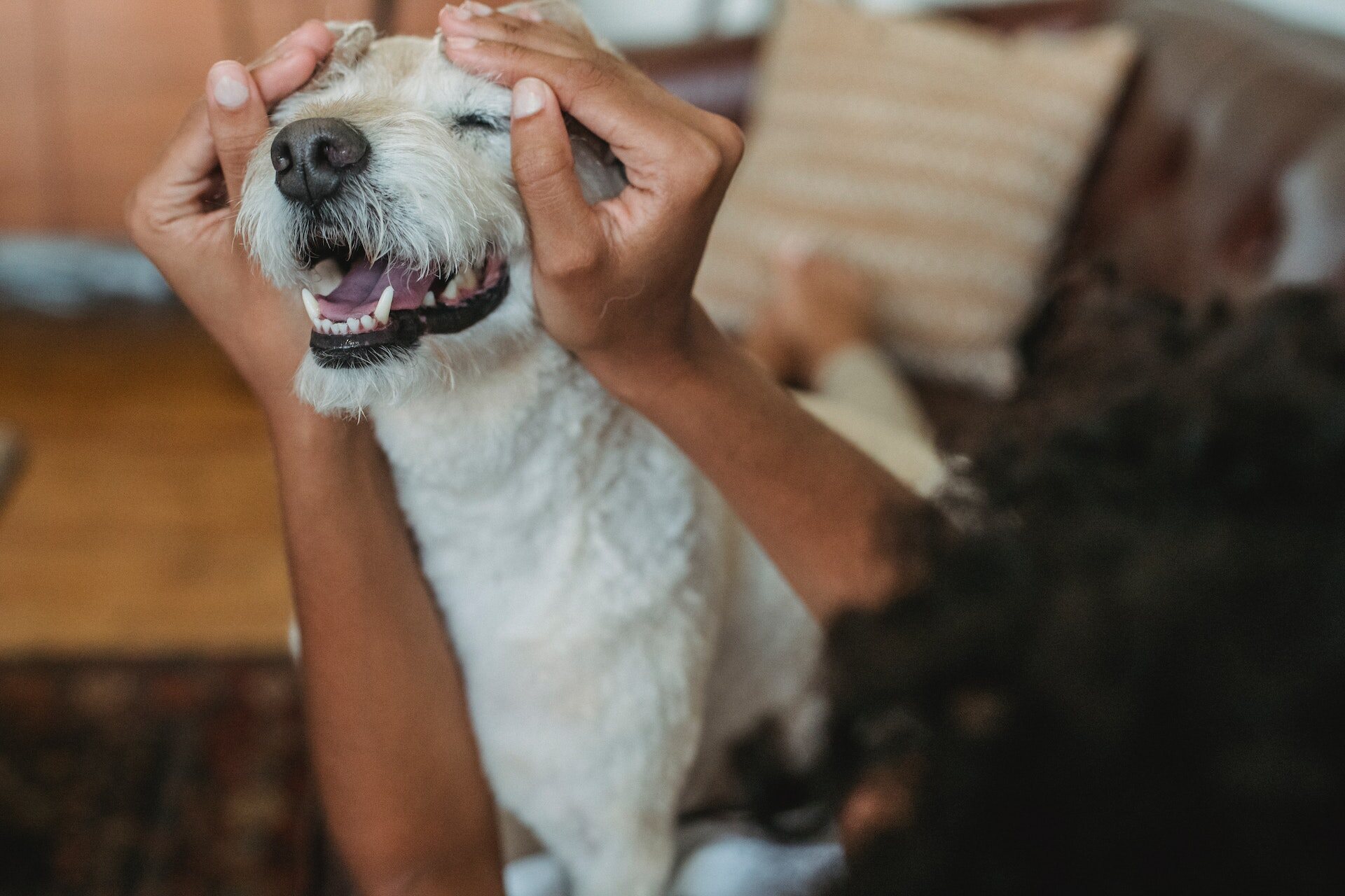 A woman checking her senior dog's teeth