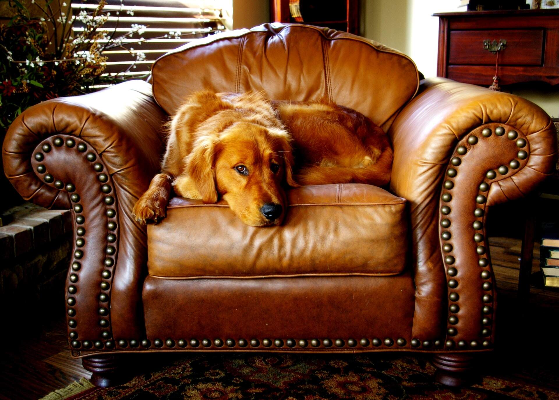 A dog sitting on an armchair
