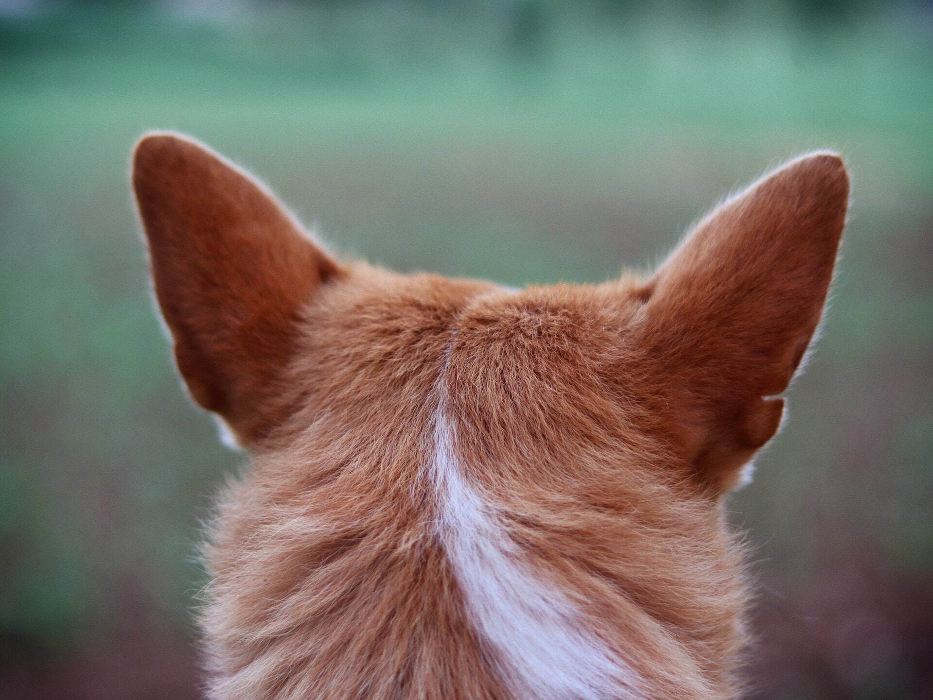 A dog facing away with their ears pricked up