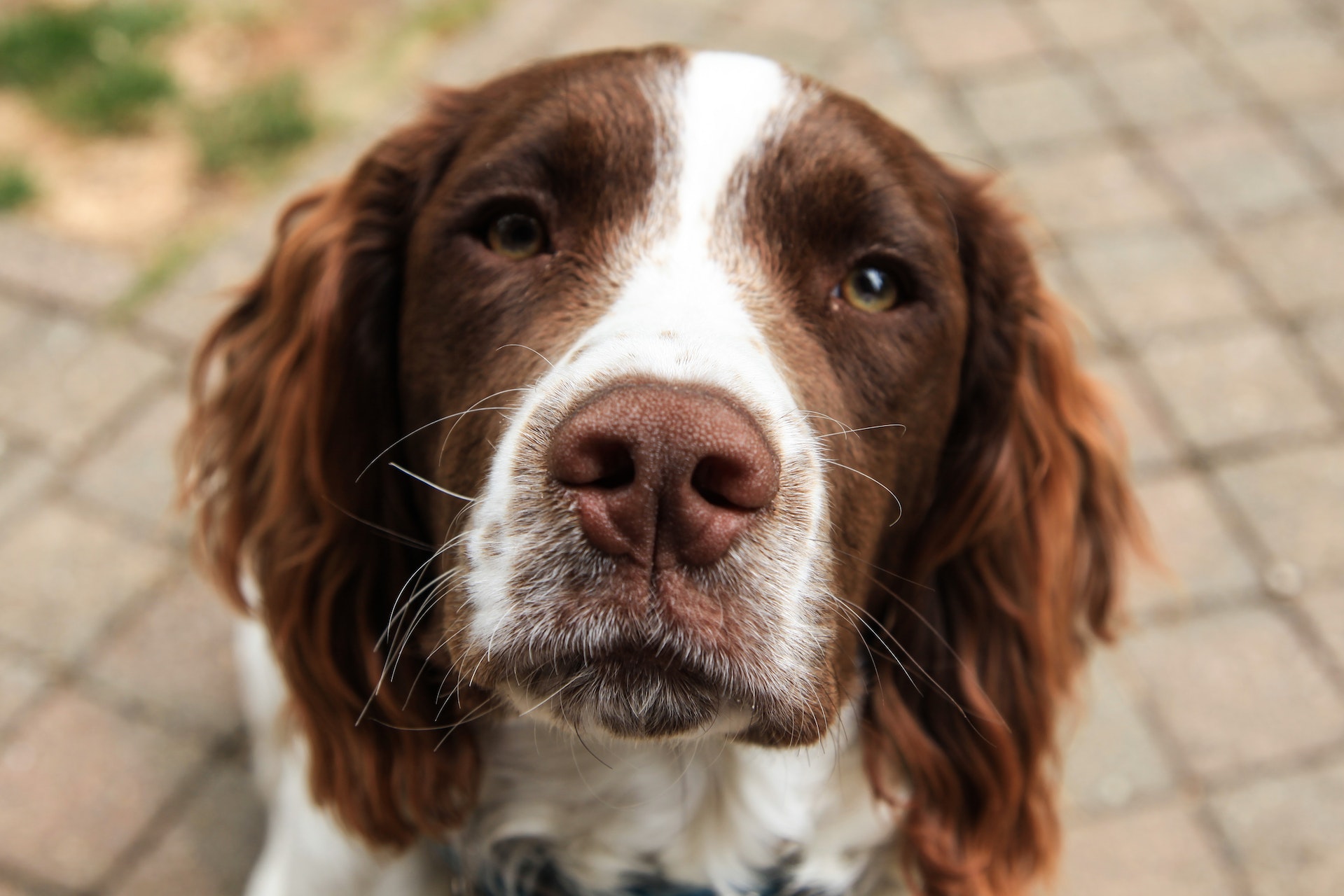 A dog sensing vibrations from the ground with their whiskers