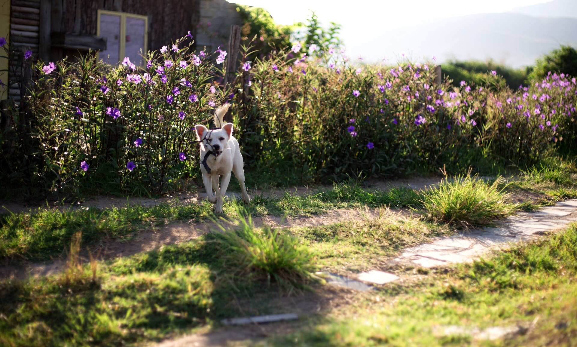 En liten hvit hund som løper blant blomstene i en hage