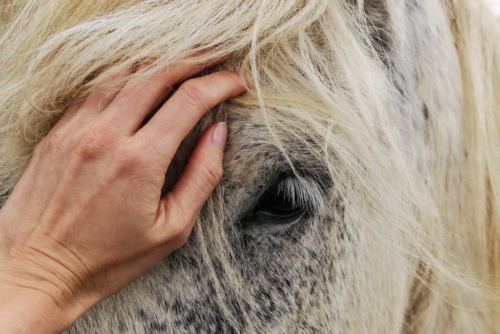 A man stroking a horse's face, partially covered by its mane