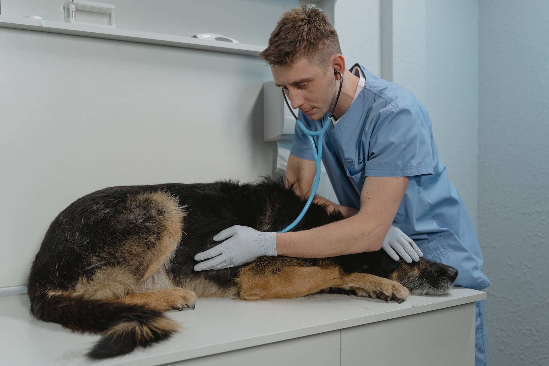 Schäferhund wird beim Tierarzt untersucht