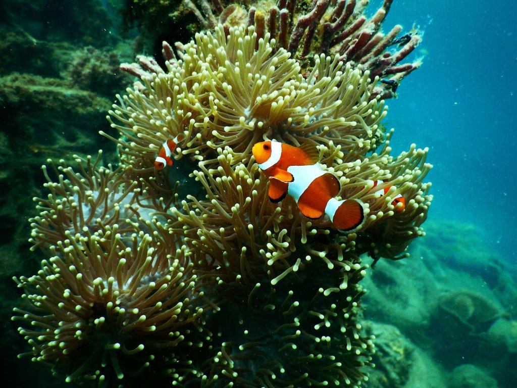 A clownfish swimming amongst coral reefs