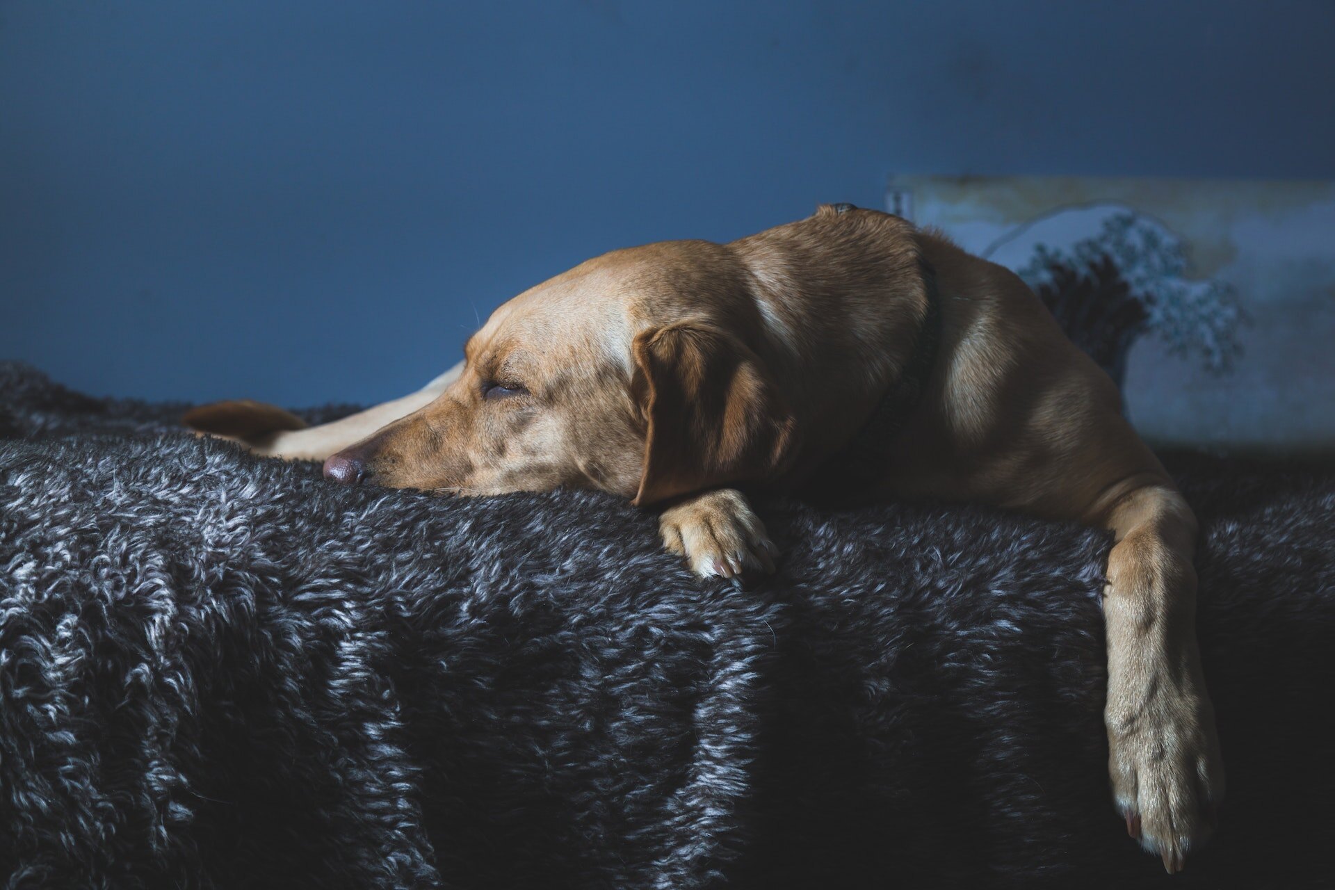 A senior dog sleeping on a bed