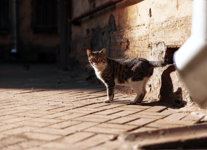 A cat standing by a sunlit pavement in a city