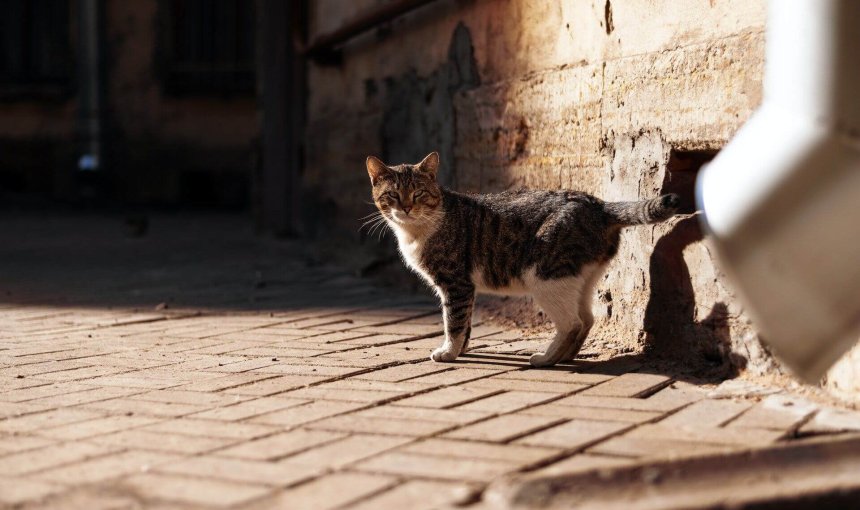 A cat standing by a sunlit pavement in a city