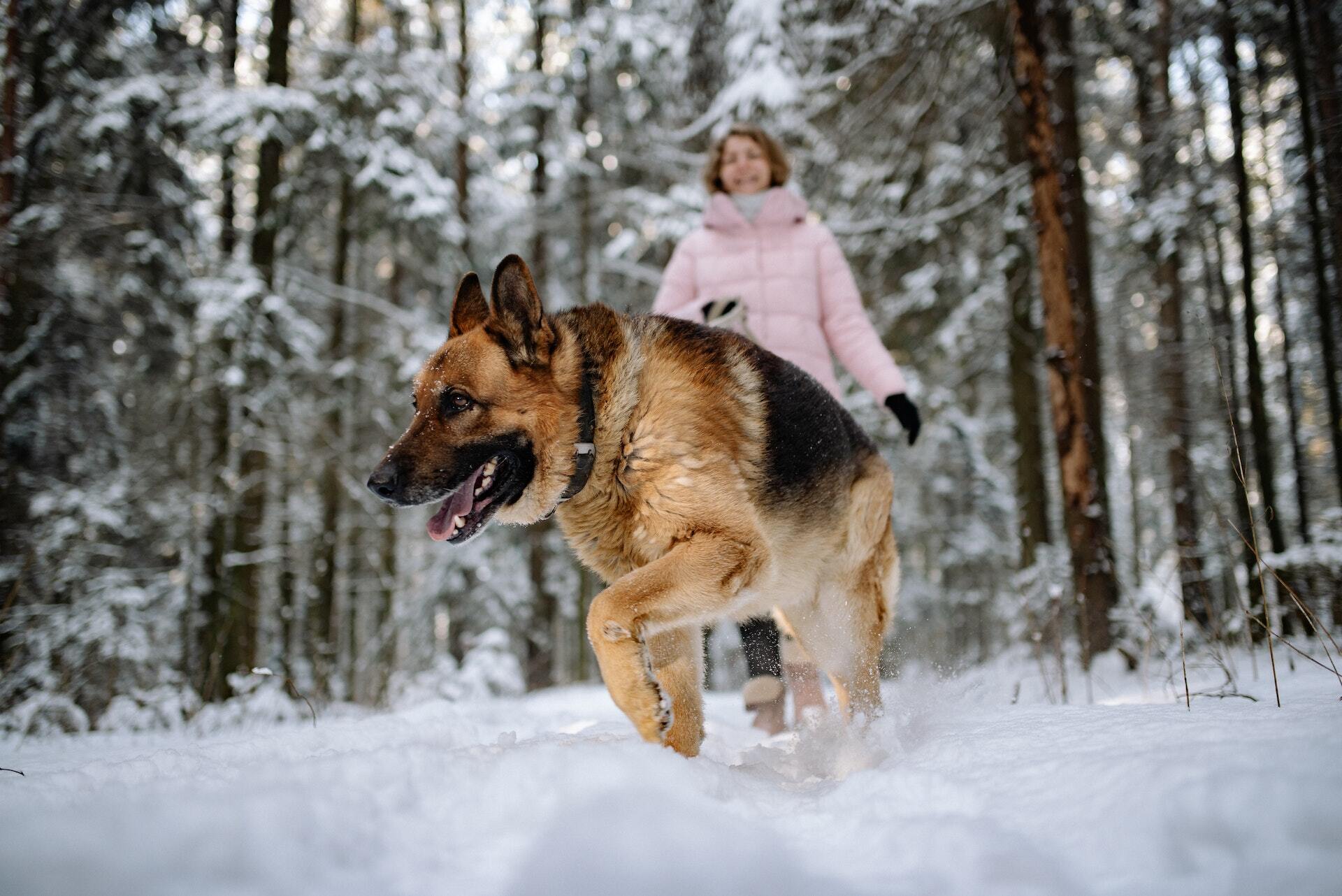 En hund som løper gjennom en snødekt skog