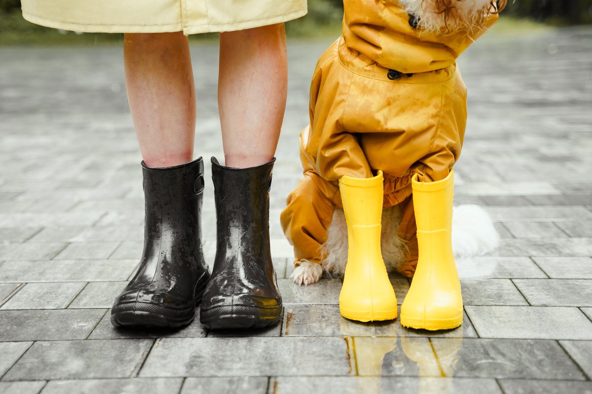 Besitzerin und Hund tragen beide Regenstiefel