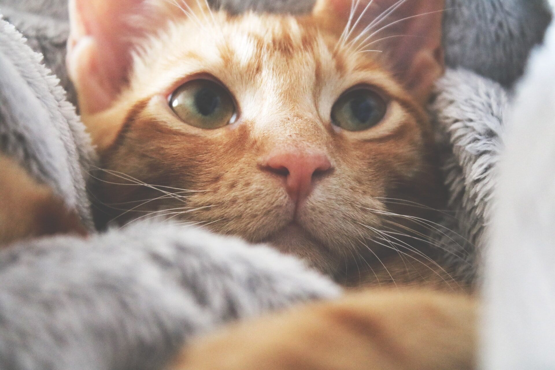 A cat in bed, curled up in blankets