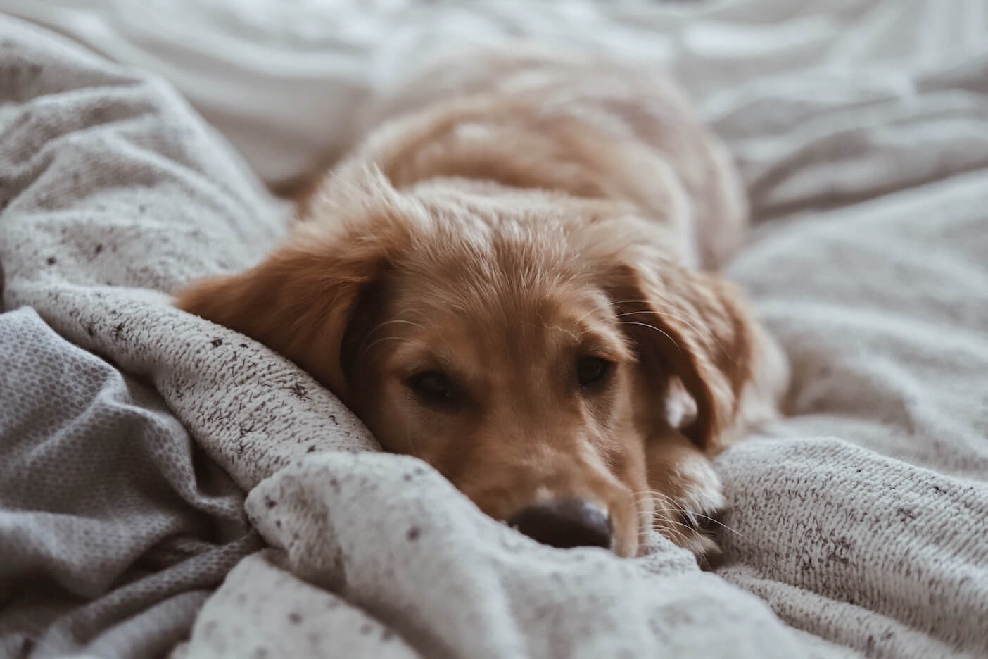 Welpe liegt im Bett auf einer Bettdecke