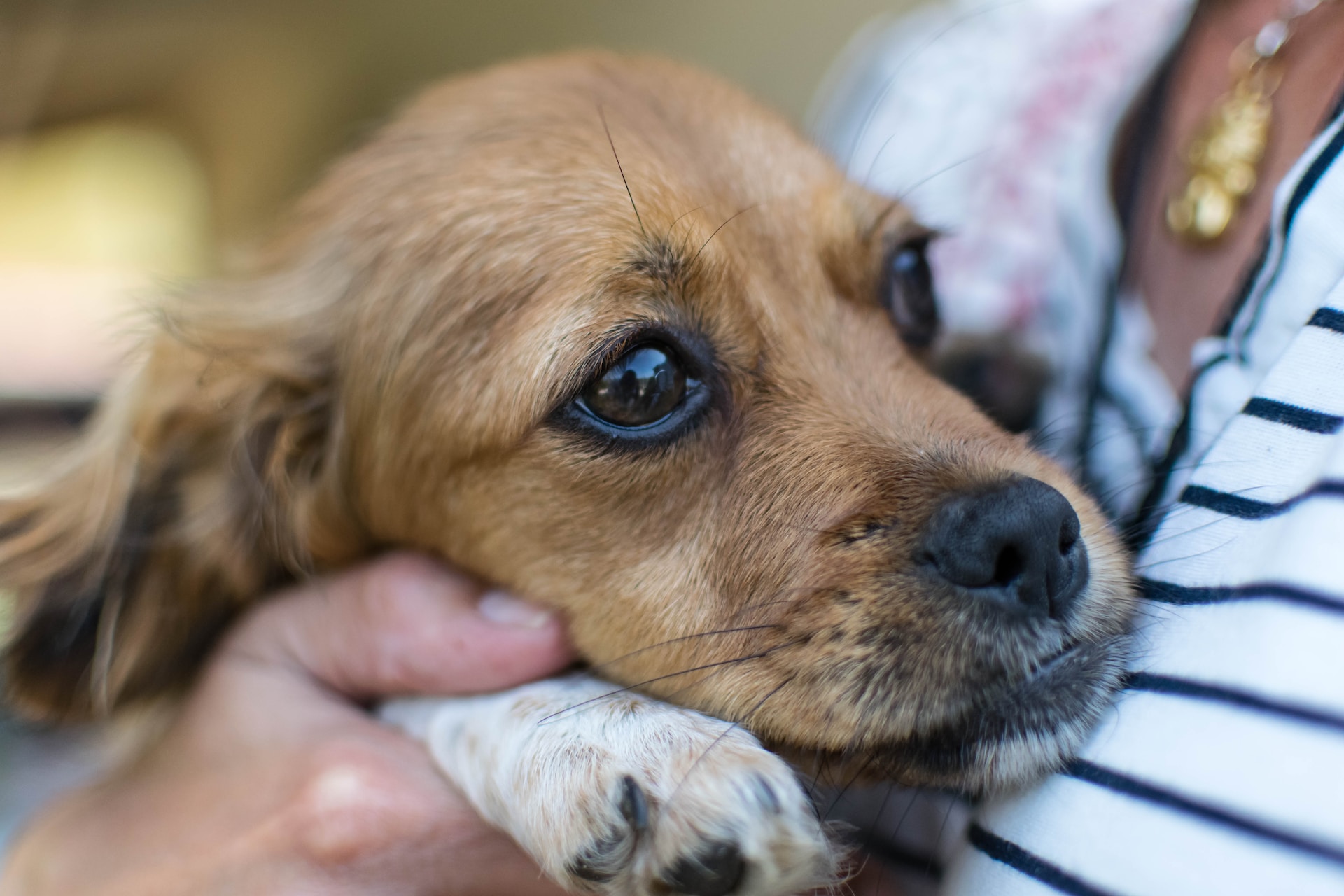 A woman cuddling a scared puppy