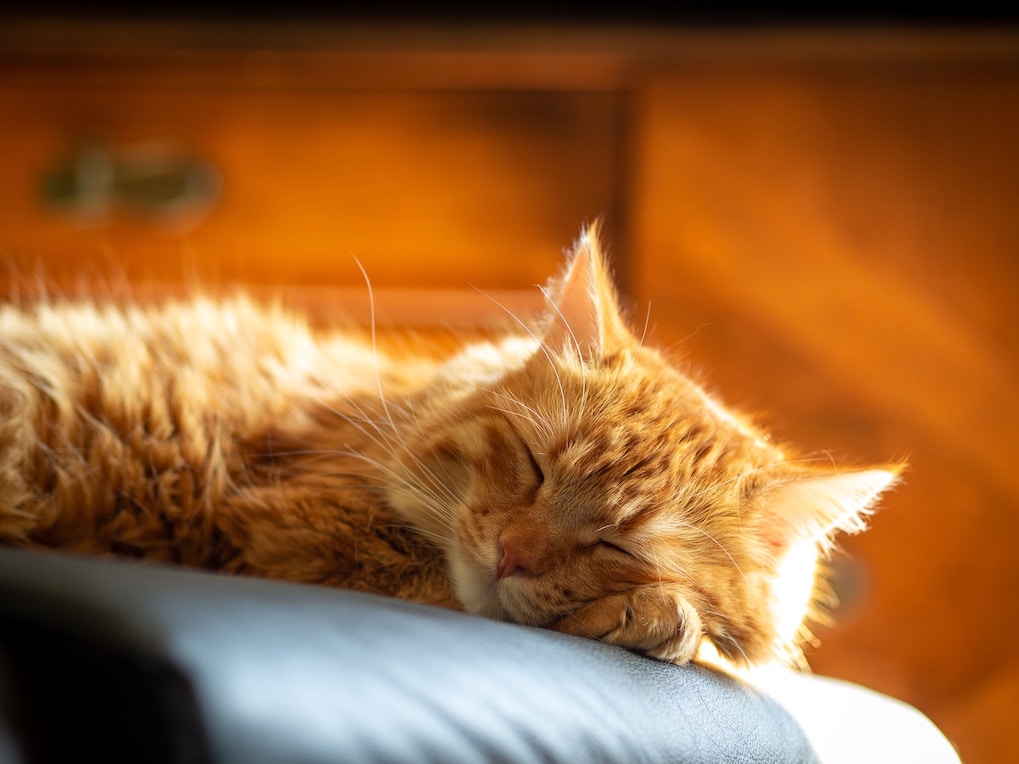 Rote Katze beim Schlafen