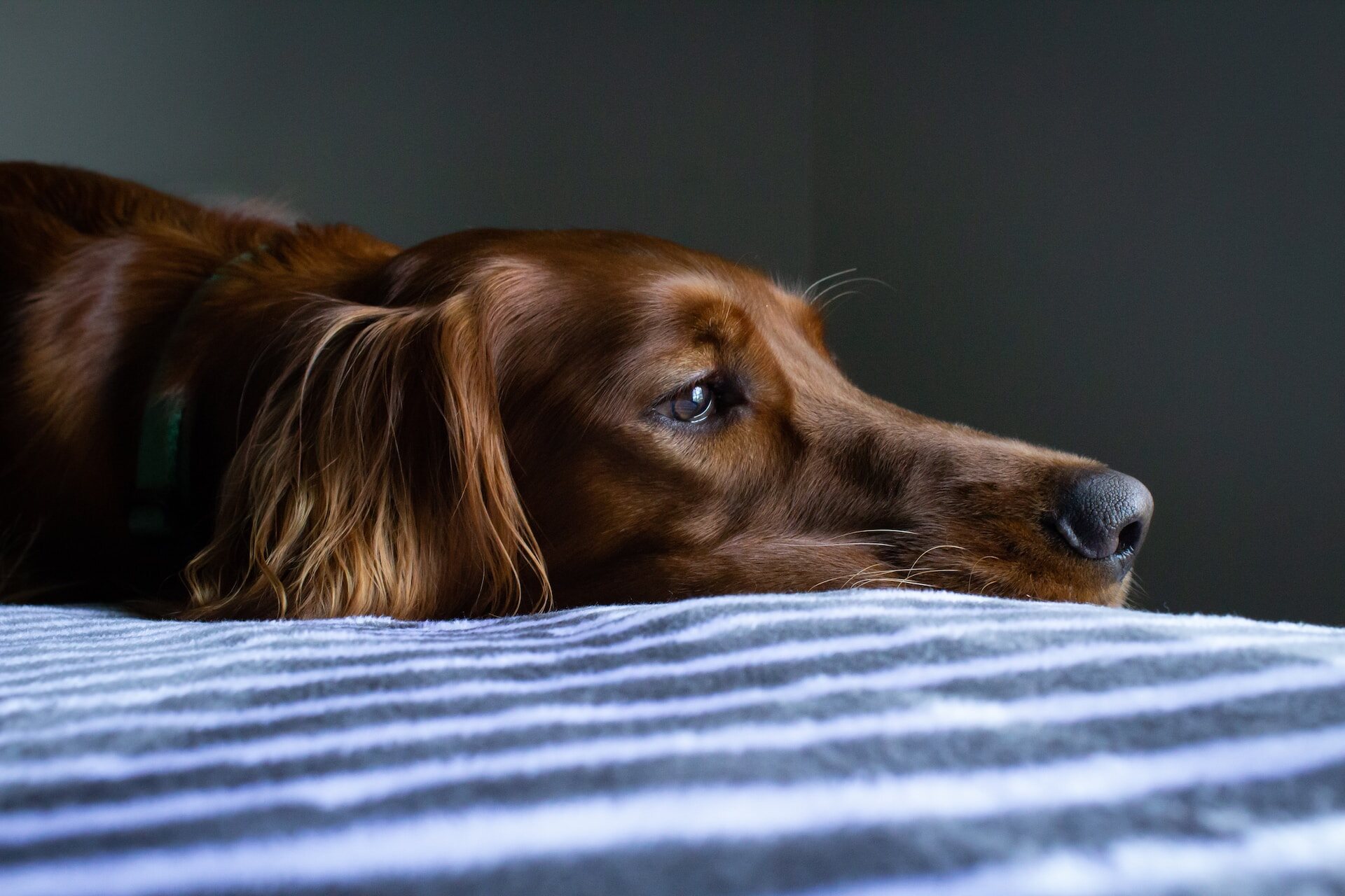 An anxious dog lying on a bed
