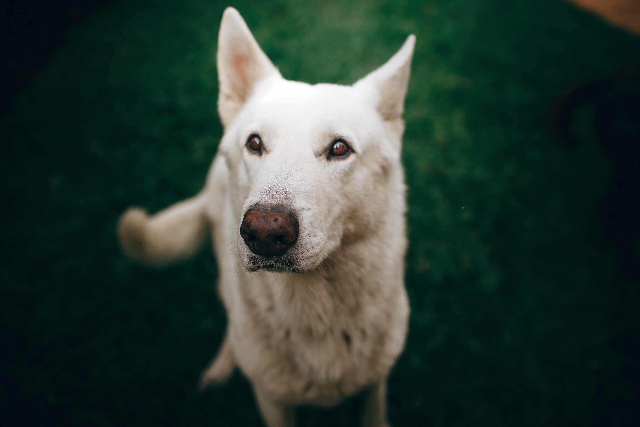 A white dog with reddish-brown eye discharge