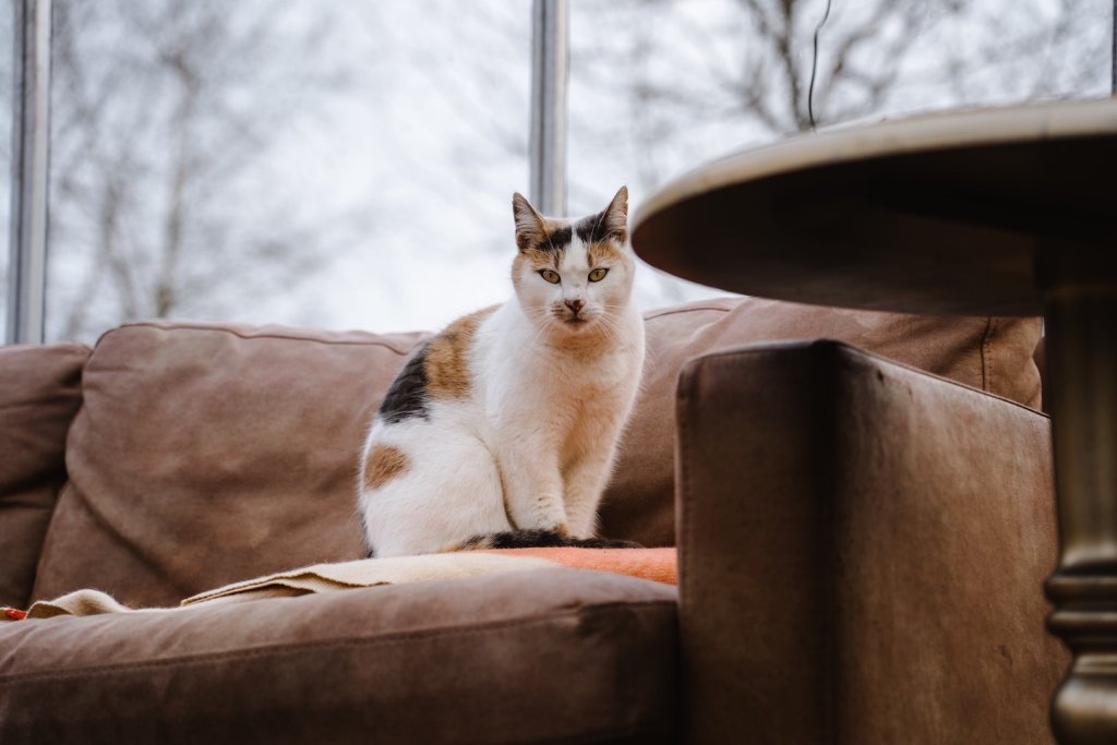 Dreifärbige Katze sitzt auf deer Couch