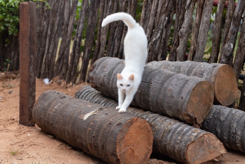 Weiße Katze spaziert draußen auf Baumstämmen
