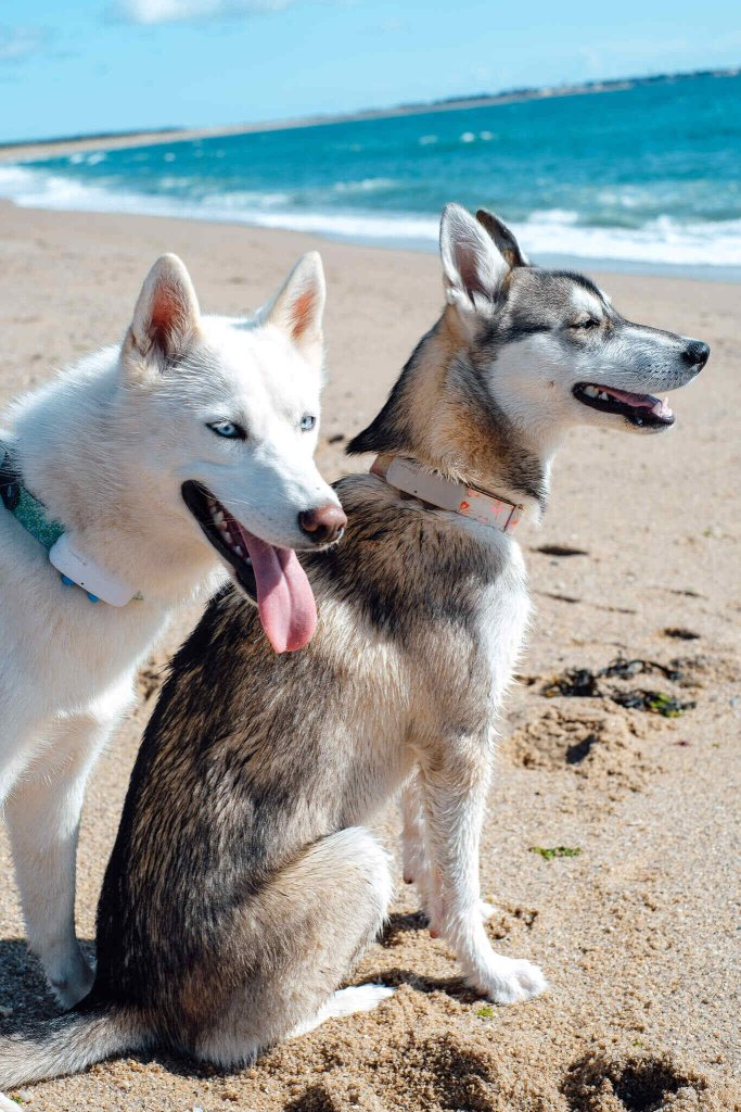 Twee husky's zitten op het strand met Tractive GPS-trackers