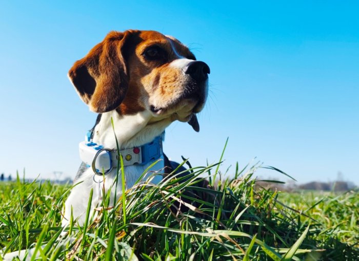 A Beagle wearing a Tractive GPS sitting in a grassy field
