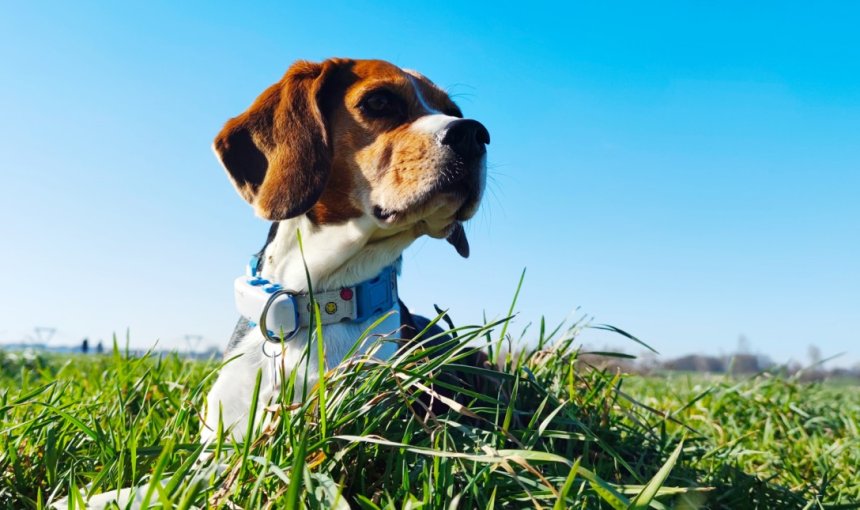 A Beagle wearing a Tractive GPS sitting in a grassy field