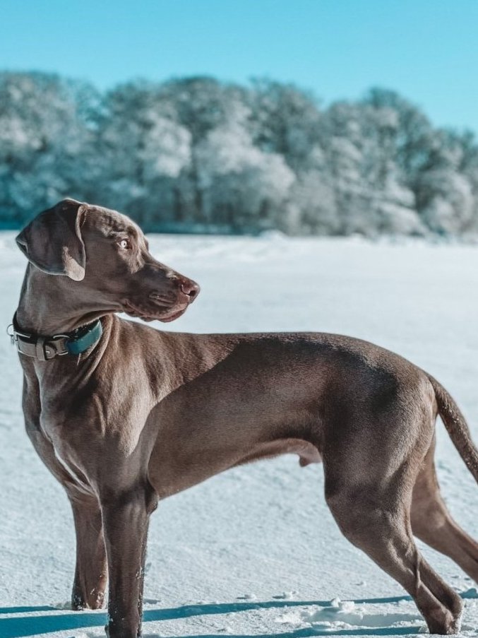A dog wearing a Tractive GPS tracker standing in a snowy field