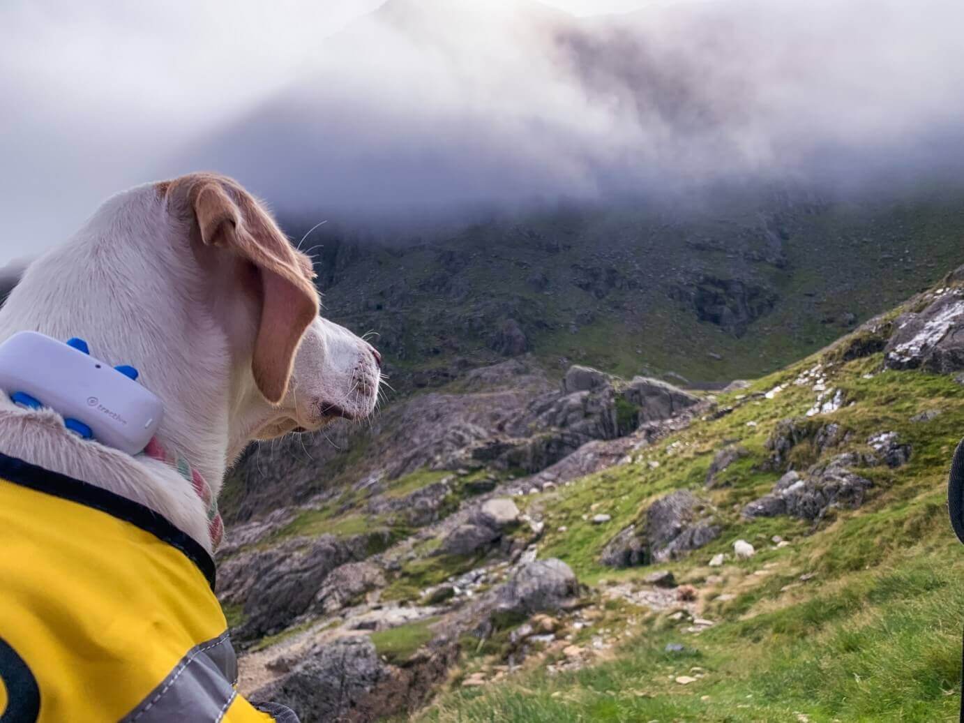 Een hond met een Tractive GPS-tracker die over een berg kijkt