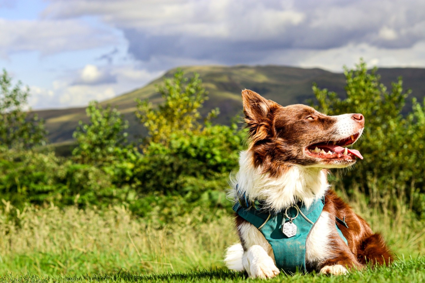 A dog wearing a Tractive GPS and harness in a grassy forest