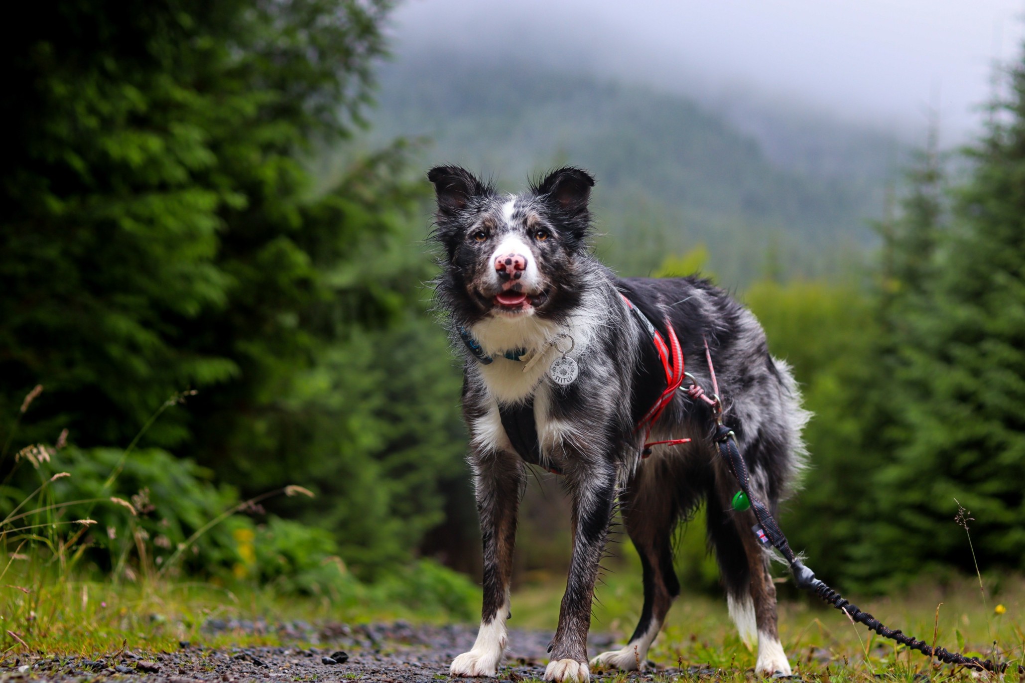 A Border Collie wearing a Tractive GPS in a forest