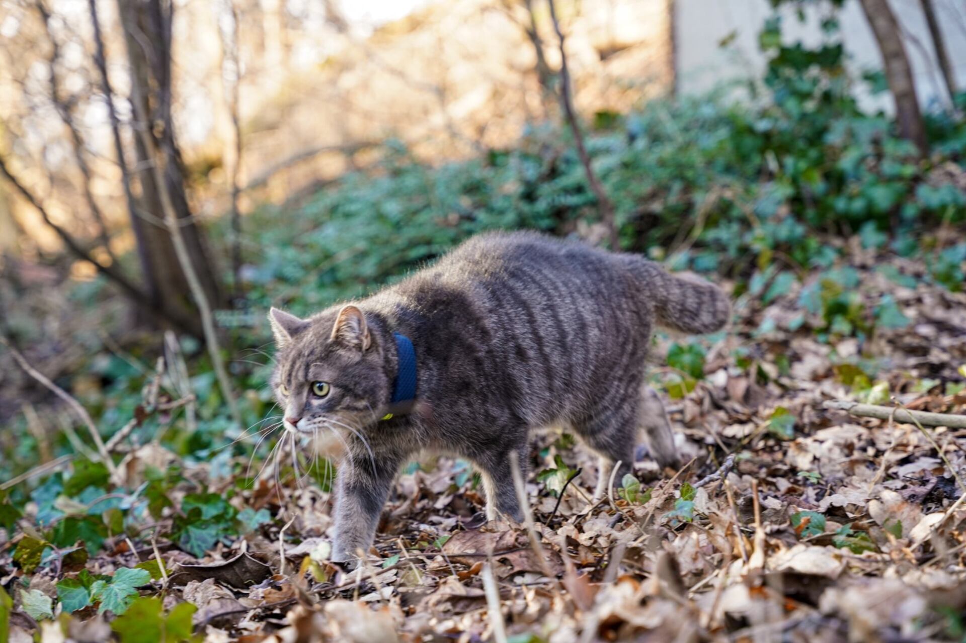 A cat wearing a Tractive GPS tracker walking through a forest