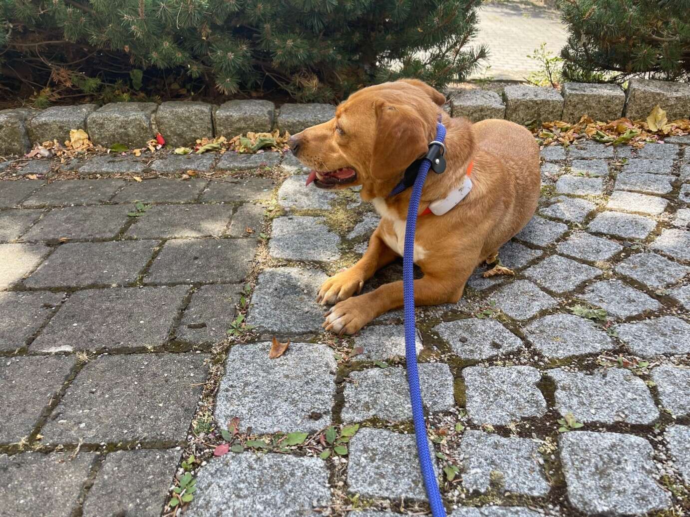 Hund i koppel som slappnar av utomhus och har på sig en GPS-spårare
