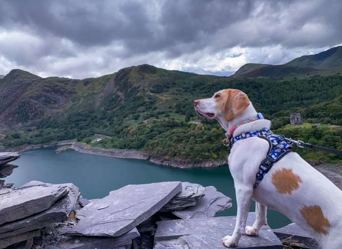 A dog wearing a Tractive GPS tracker looking over a mountain lake