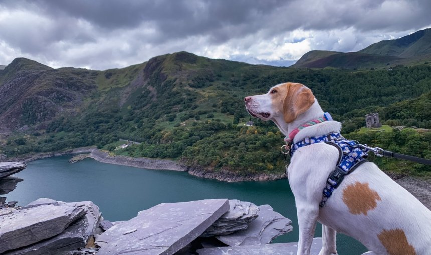 A dog wearing a Tractive GPS tracker looking over a mountain lake