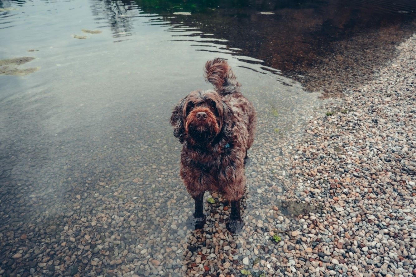 A dog wearing a Tractive GPS tracker standing in a lake