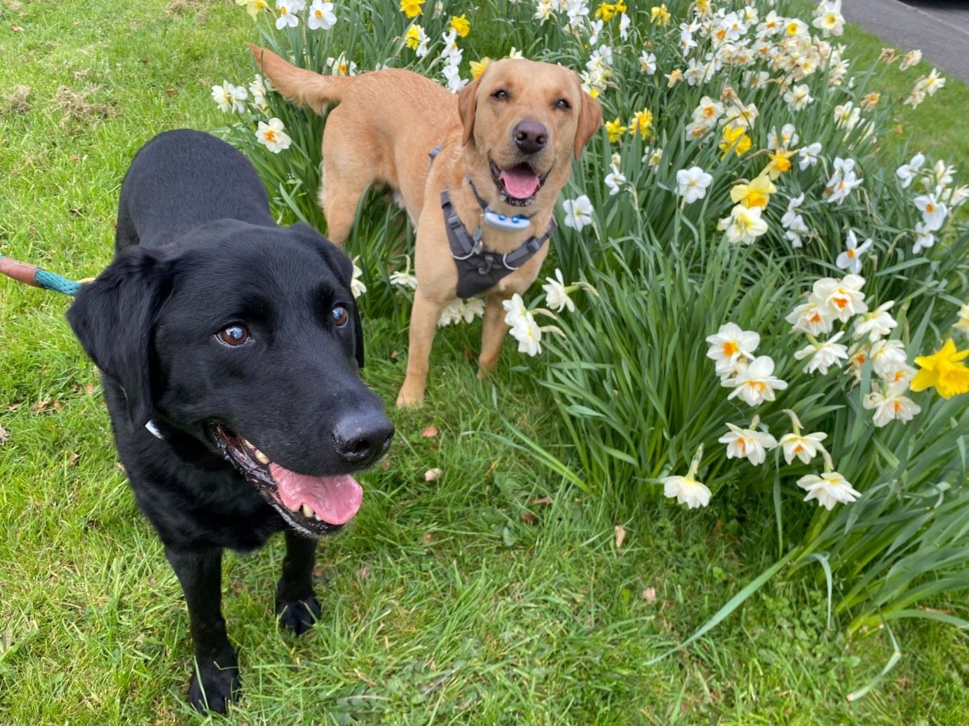 Two Labradors outdoors wearing Tractive GPS trackers