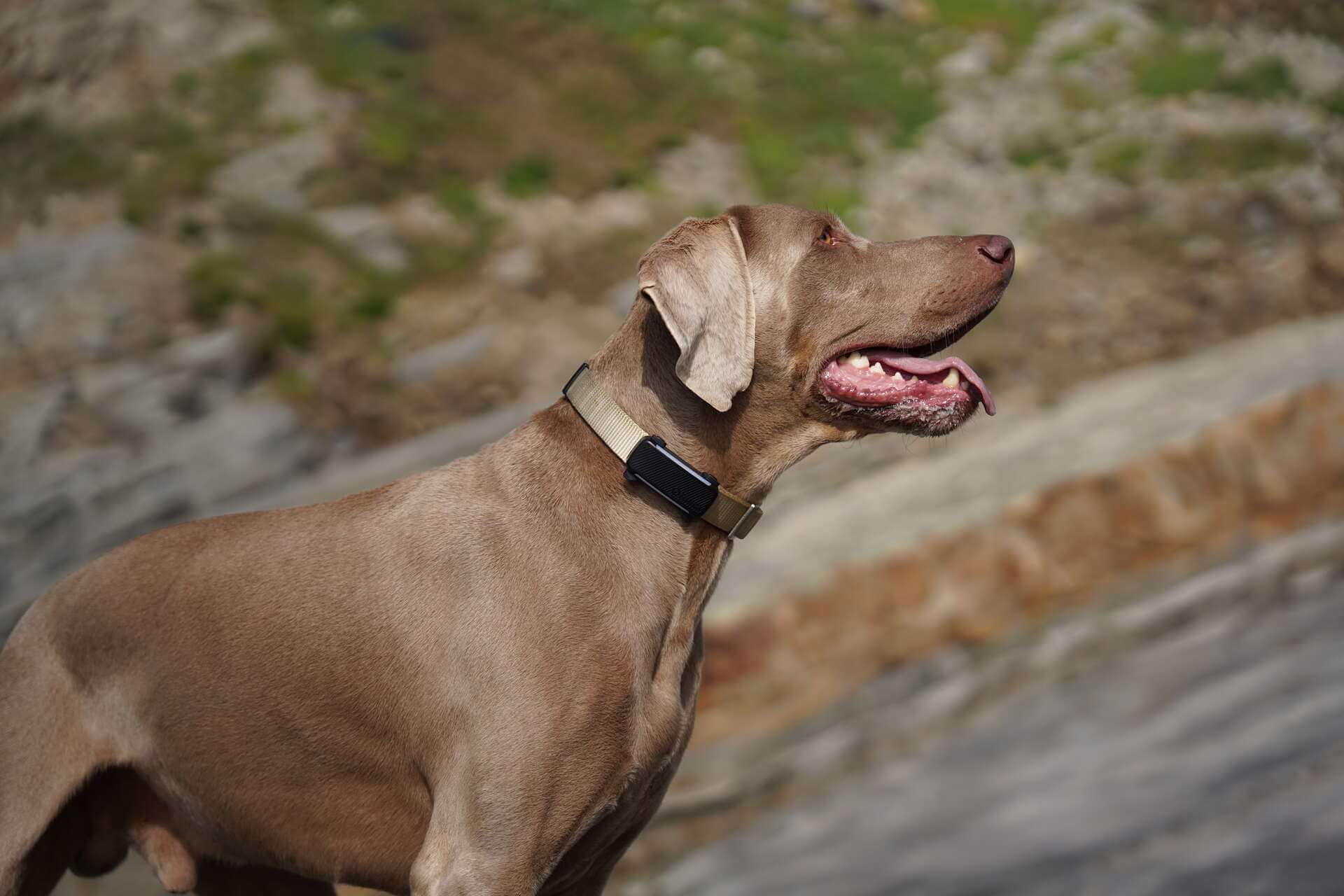 En brun hund med en Tractive smart hundetracker.