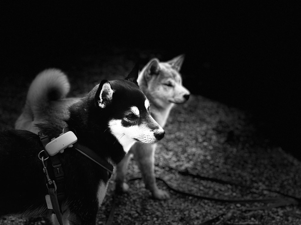 photo en noir et blanc de deux chiens équipés d'un GPS Tractive la nuit