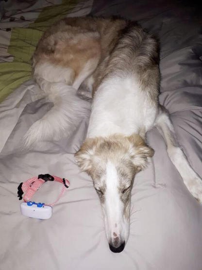 Borzoi-hunden Imogen hviler på sengen med sin Tractive GPS tracker liggende siden av