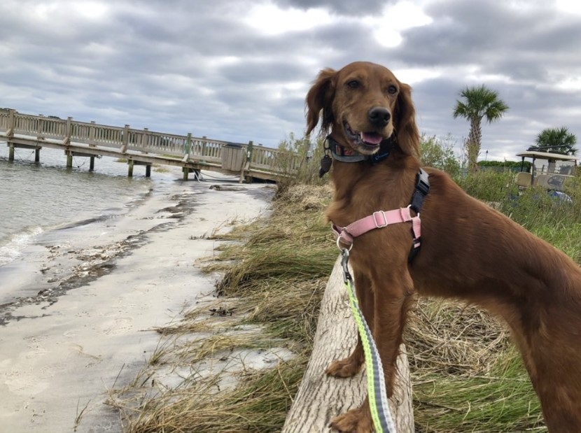 Marnie de Ierse setter