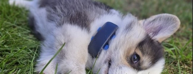 A Husky puppy wearing a Tractive GPS tracker lying on the grass