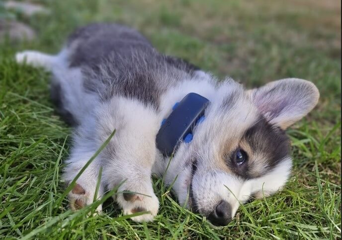 A Husky puppy wearing a Tractive GPS tracker lying on the grass