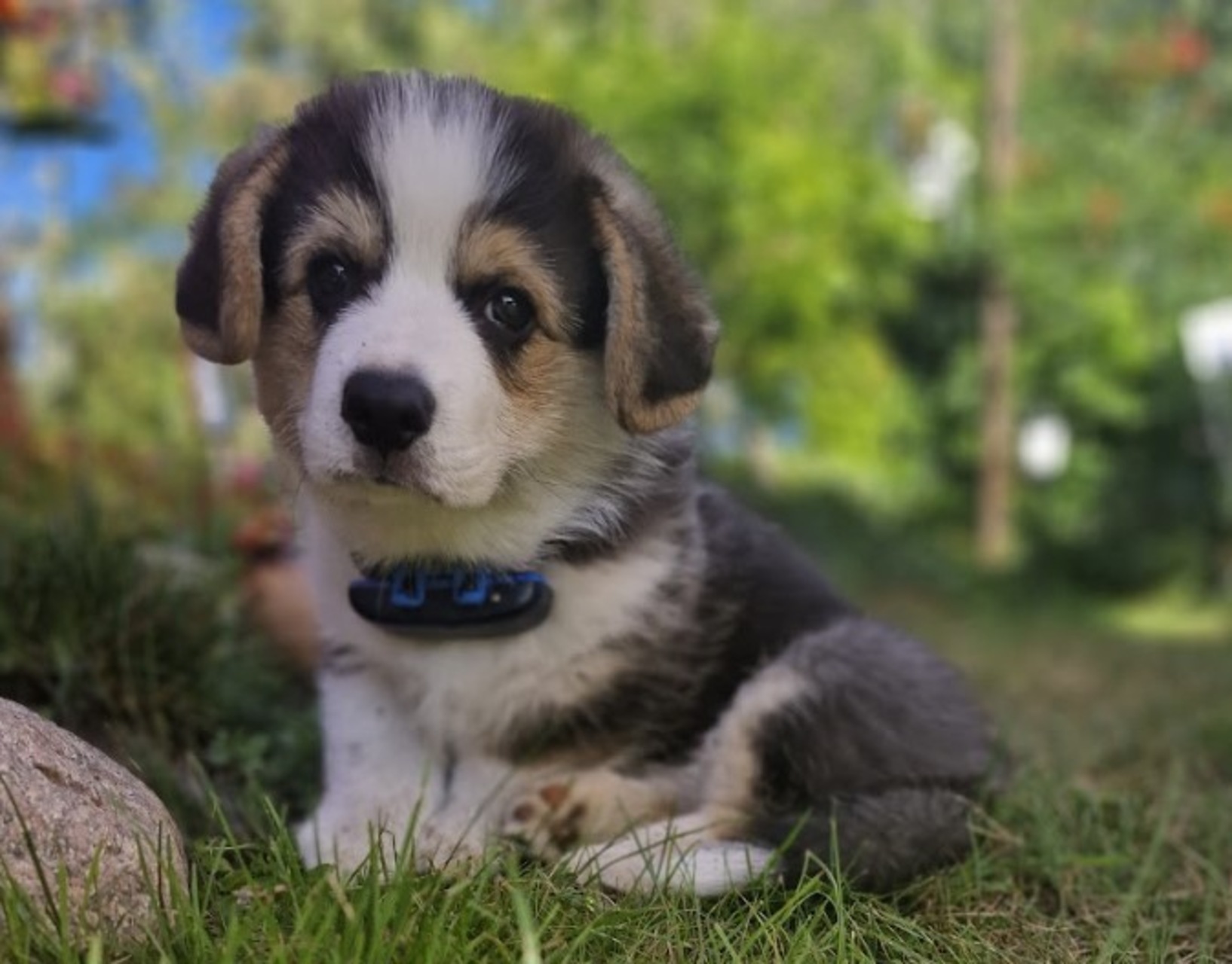 A puppy wearing a Tractive GPS tracker sitting in the grass