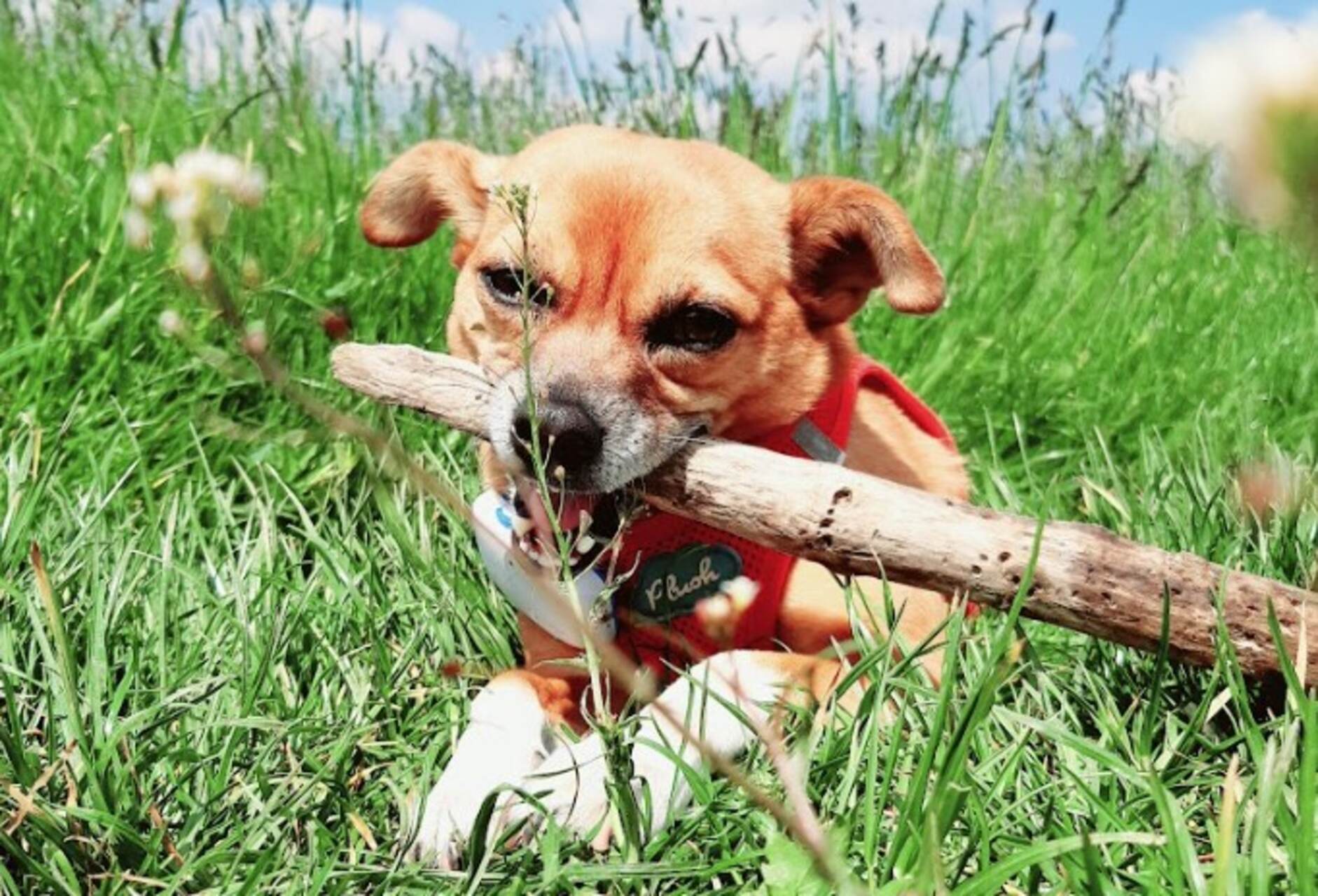 A puppy wearing a Tractive GPS tracker with a stick in their mouth