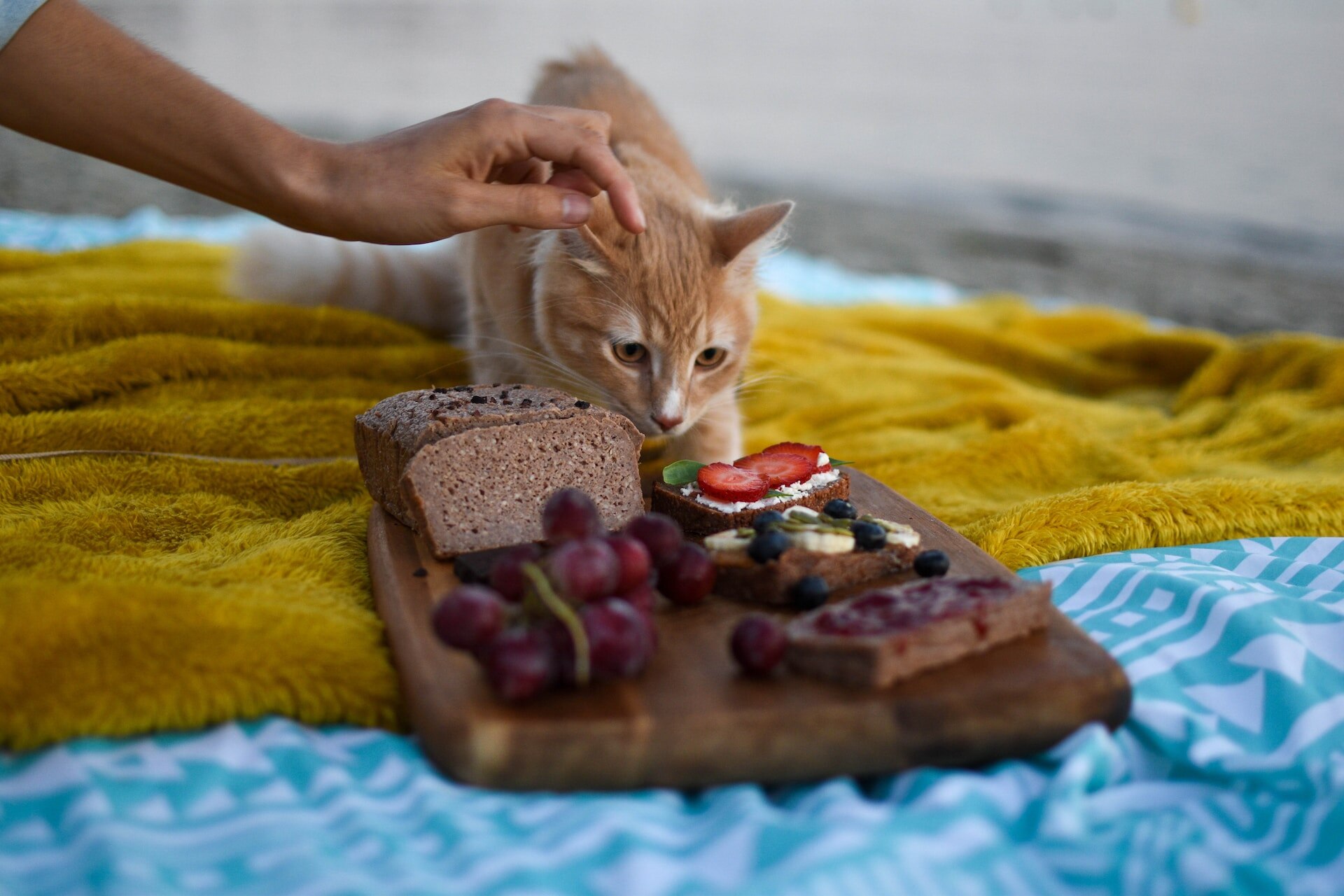 A cat sniffing a tray of breakfast sandwiches on a bed