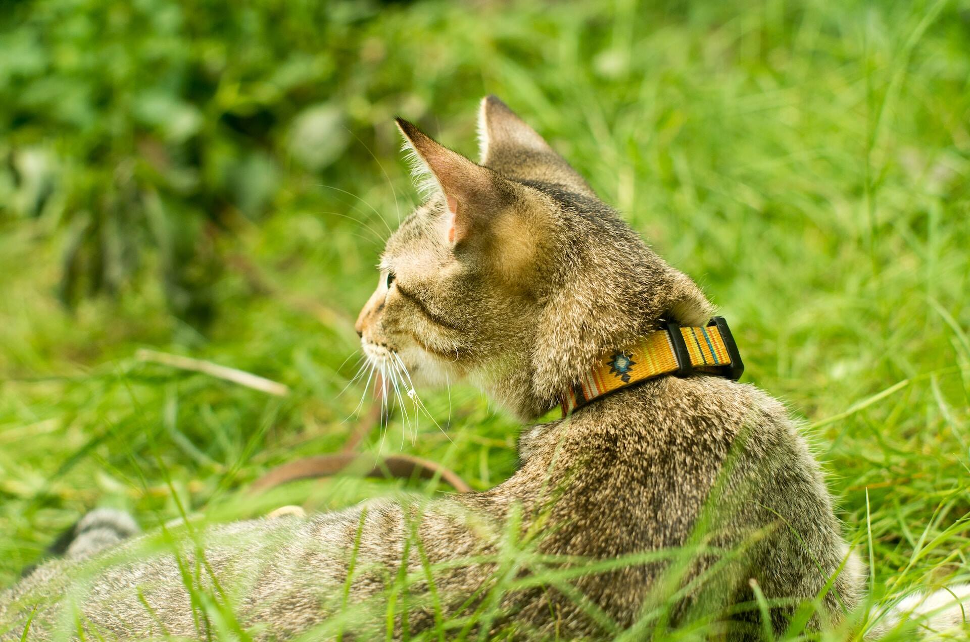 An outdoor cat resting in a forested area