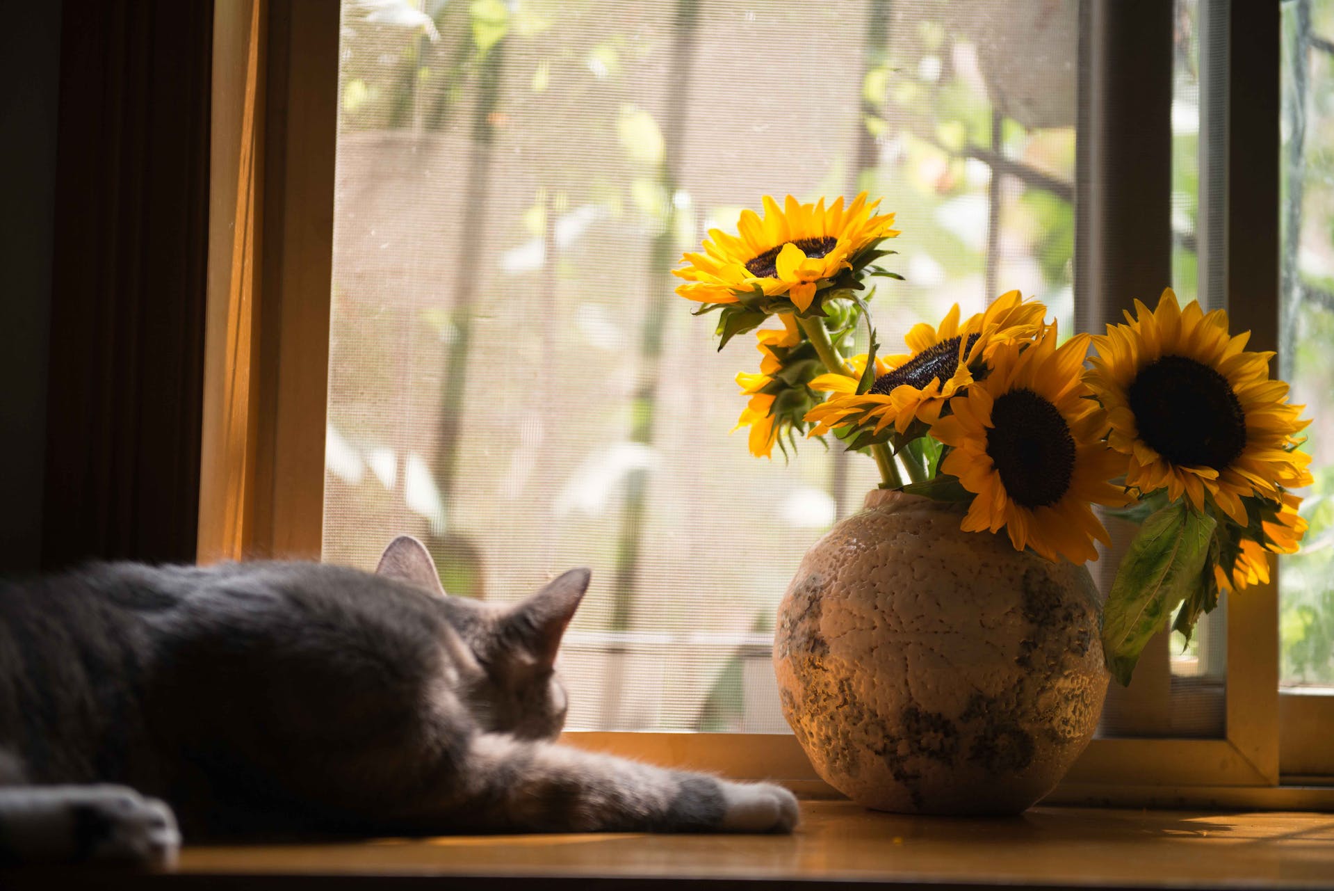 chat gris couché sur le rebord d'une fenêtre devant un vase avec cinq tournesols
