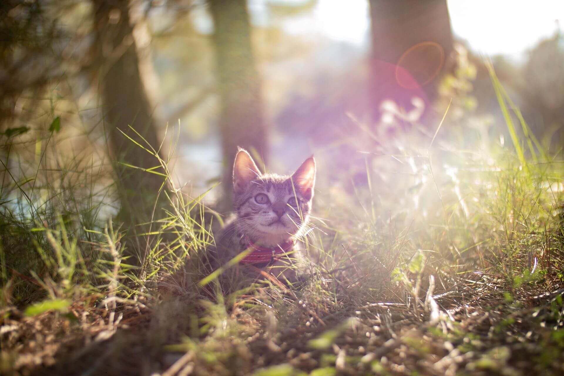 chaton assis au soleil dans la forêt, portant un collier rouge