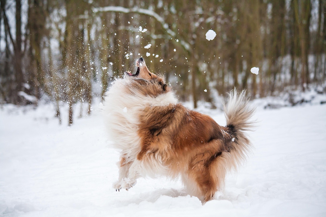 Collie spielt im Schnee
