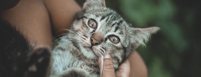 Frau hält Katze im Arm